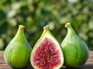 JH Adriatic Fig