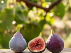 Italian 258 Fig Cutting