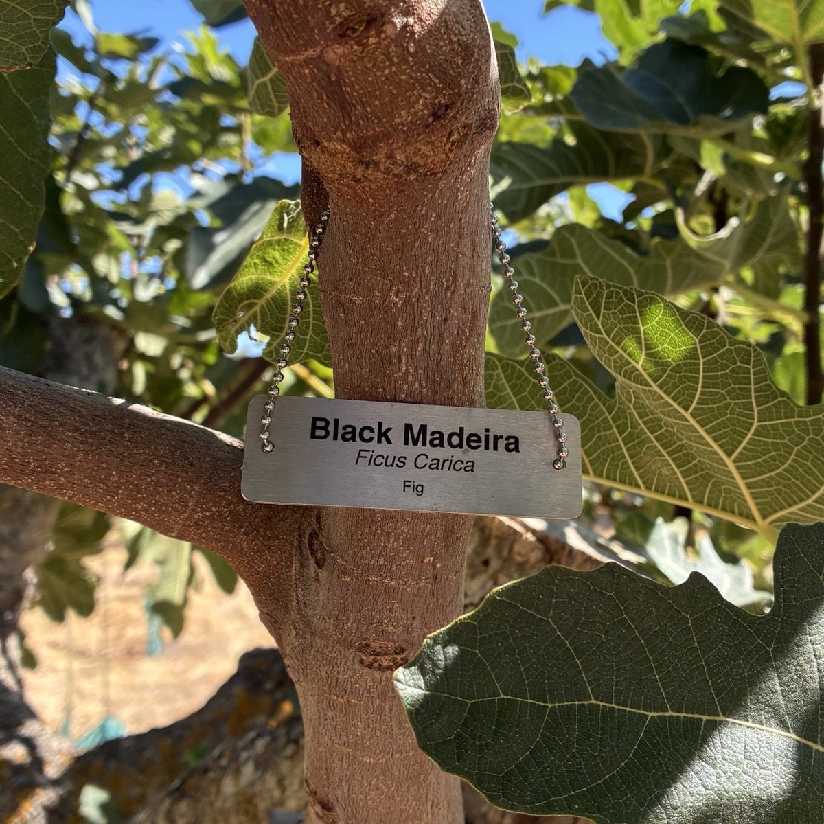 Engraved stainless steel plant identification tag reading Black Madeira, Ficus Carica, Fig, hanging on a ball chain from a fig tree branch