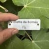 Engraved stainless steel tree tag for a Violette de Solli&egrave;s fig tree held in a hand