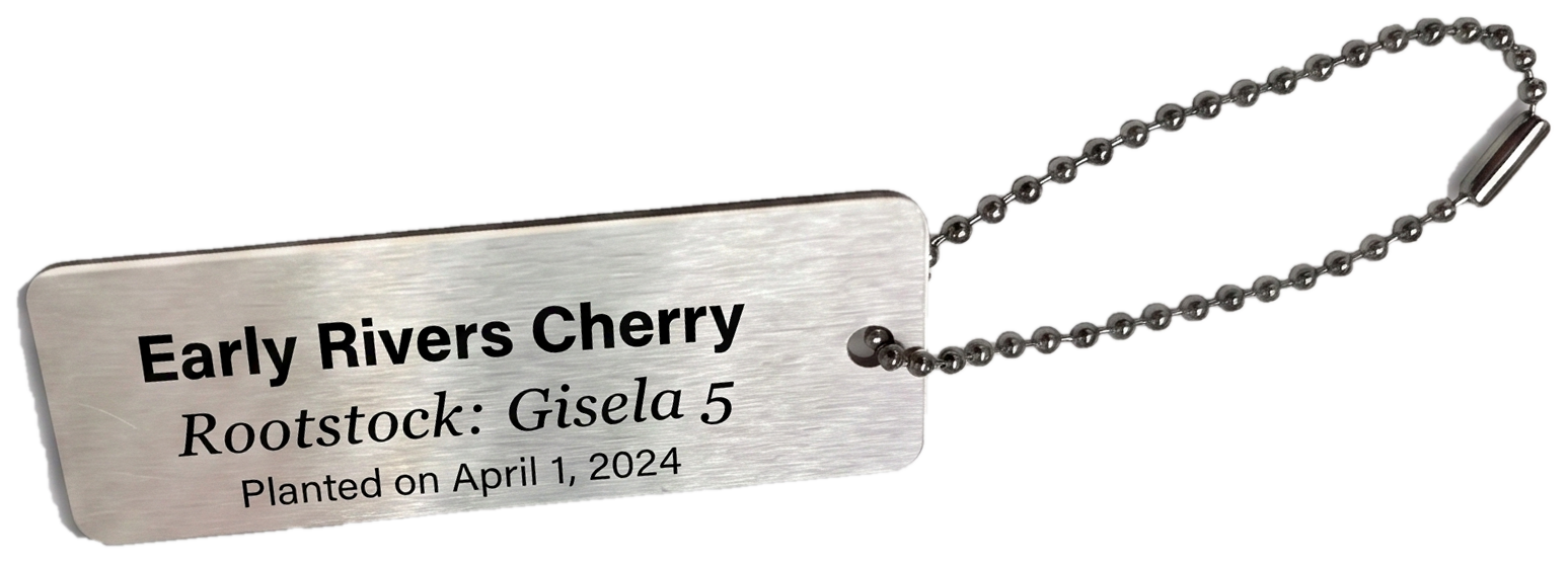 Orchevo tag with its included stainless ball chain