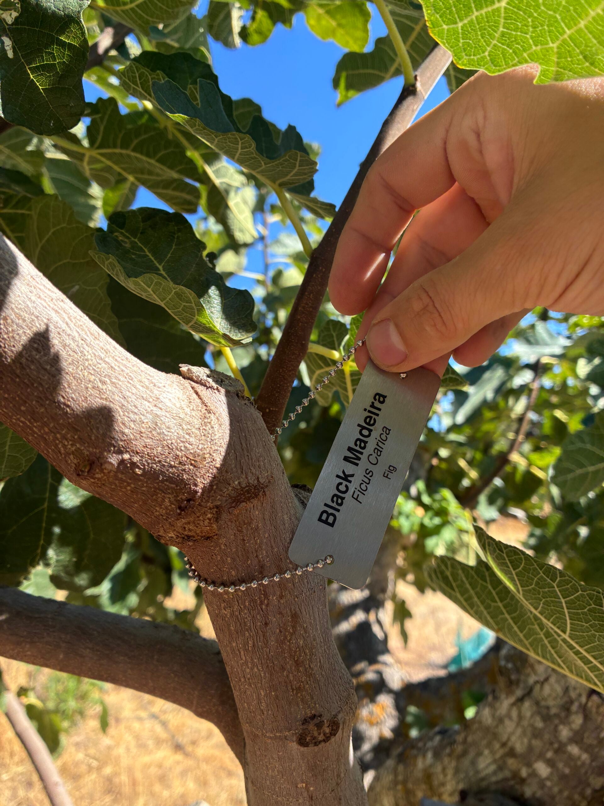 Correct slack on a young limb