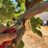 Pliers taking a stainless ball chain off a thickening fig branch before the loop girdles the bark