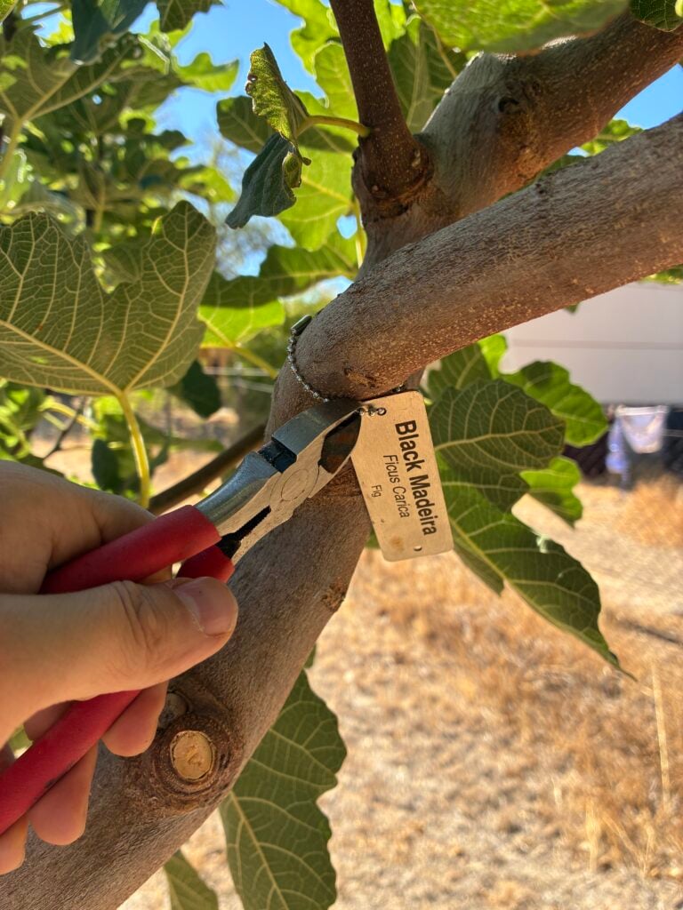 Pliers taking a stainless ball chain off a thickening fig branch before the loop girdles the bark