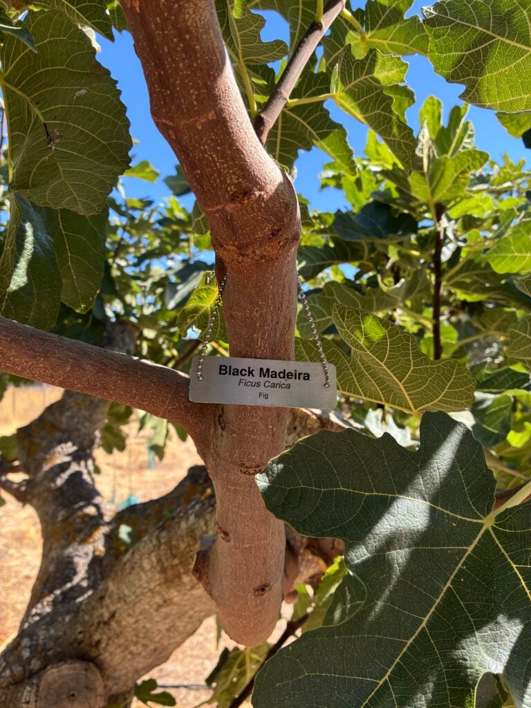 Engraved stainless steel Orchevo tag reading Black Madeira hanging flat from a fig branch on a ball chain