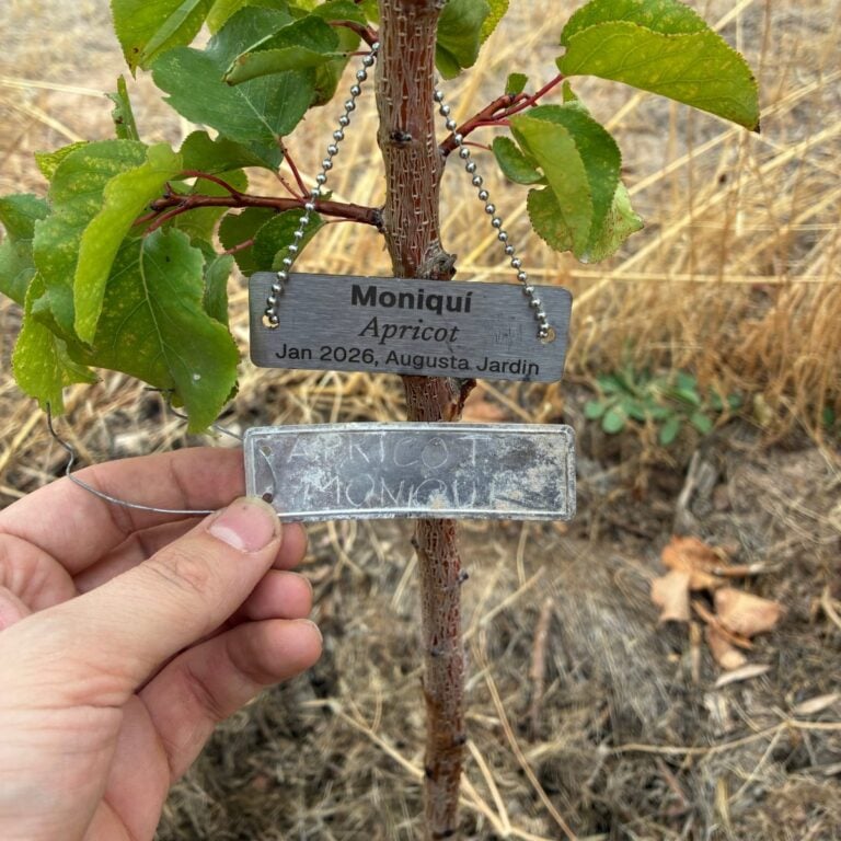 Orchevo engraved stainless steel tag for a Moniqu&iacute; apricot tree, above the hand-scratched aluminum tag it replaced